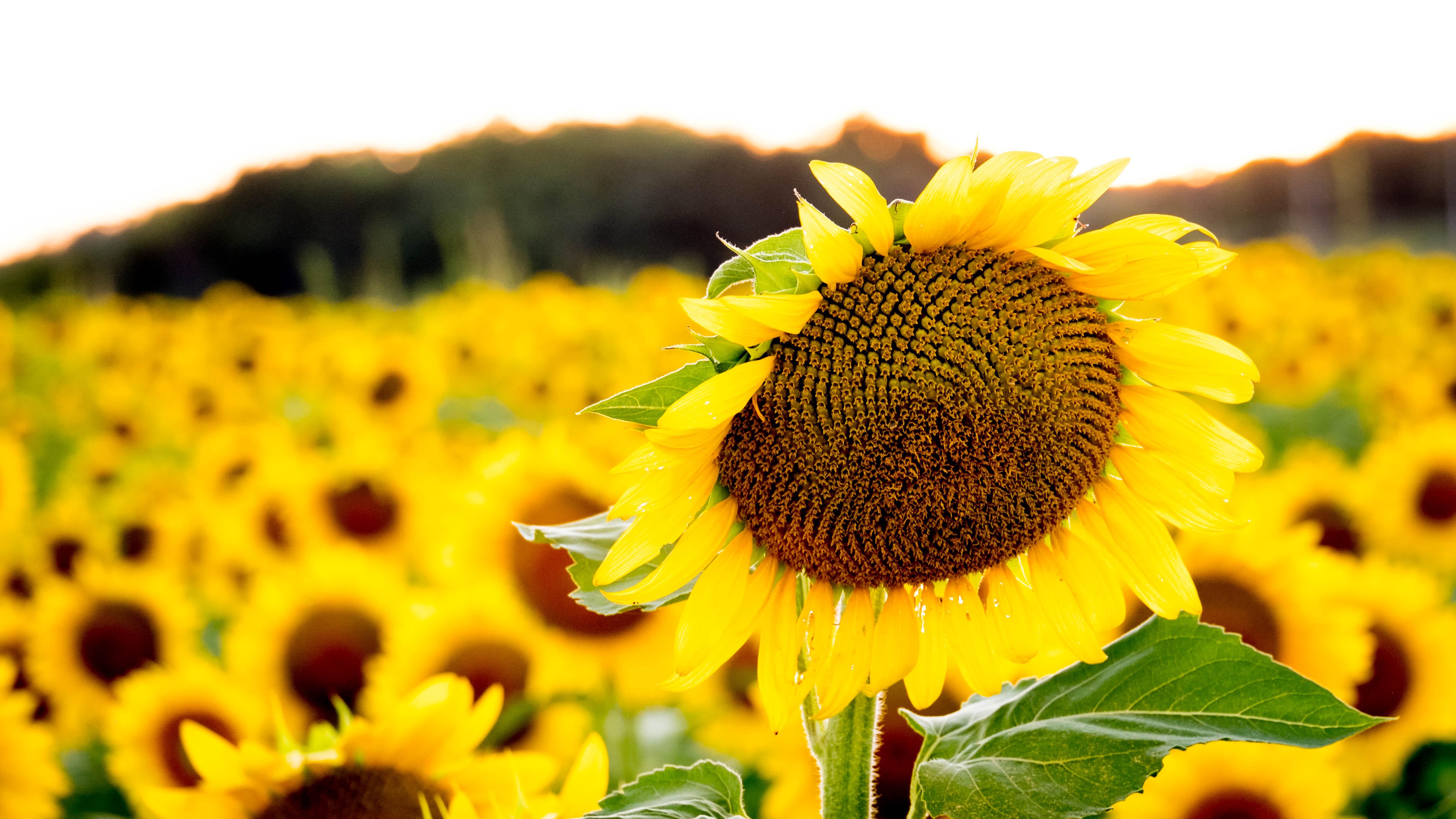 Sunflower Field | Richmond Missouri 2k 4k 5k