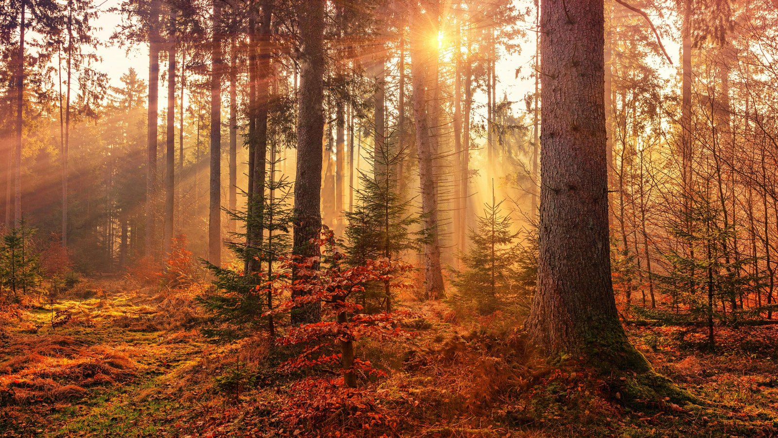 Autumn forest sunrays when nature becomes a painting 2k 4k